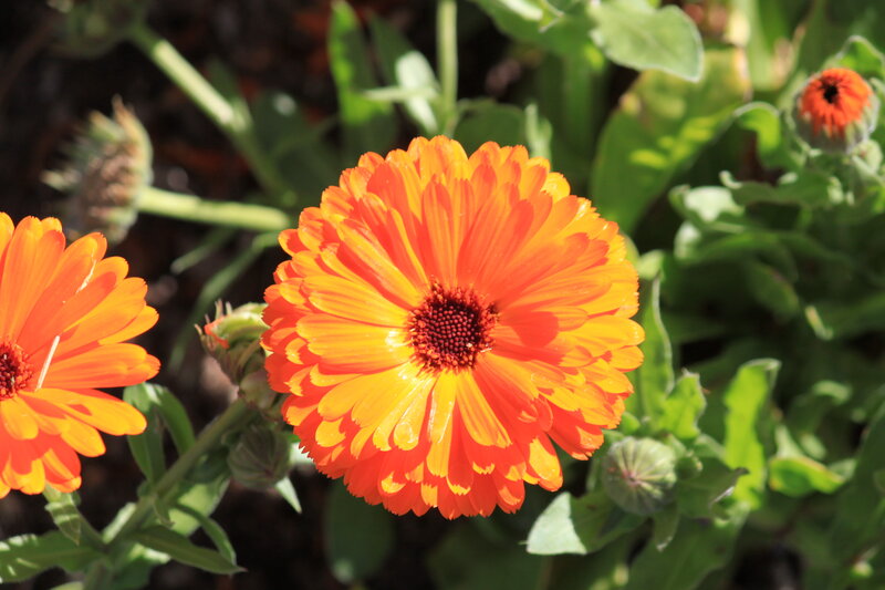 Orange Calendula Flower — Natural