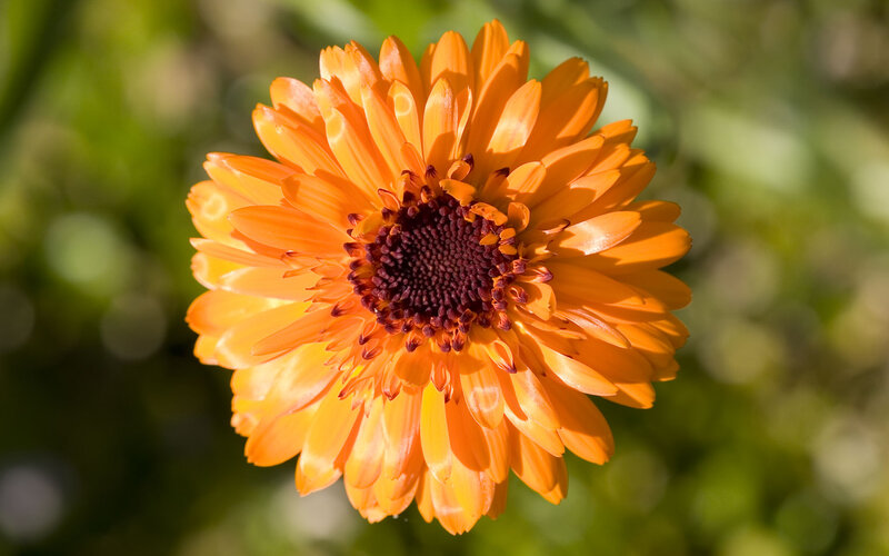 Orange Calendula Flower — Serene, Afternoon
