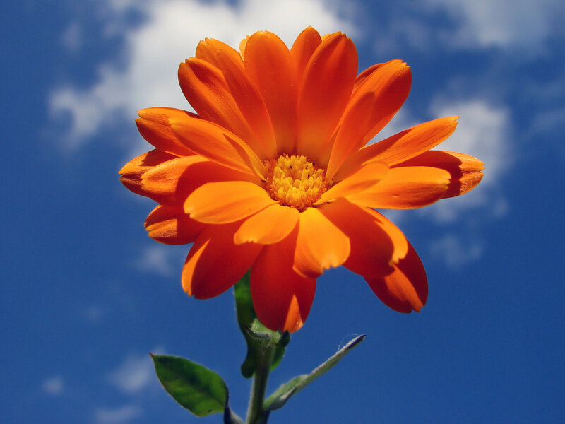 Orange Calendula Flower — Serene