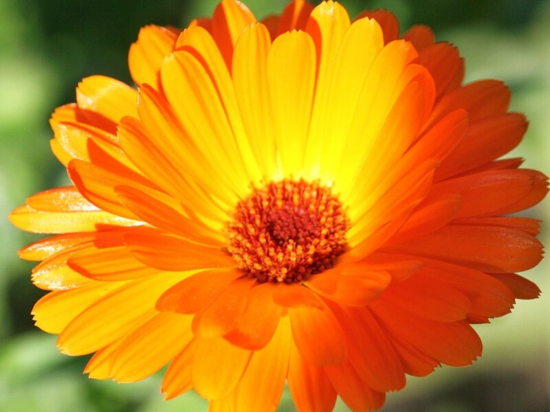 Orange Calendula Flower — Vibrant, Afternoon