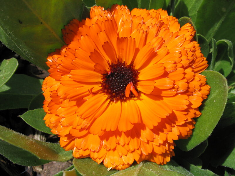 Orange Calendula Flower — Vibrant