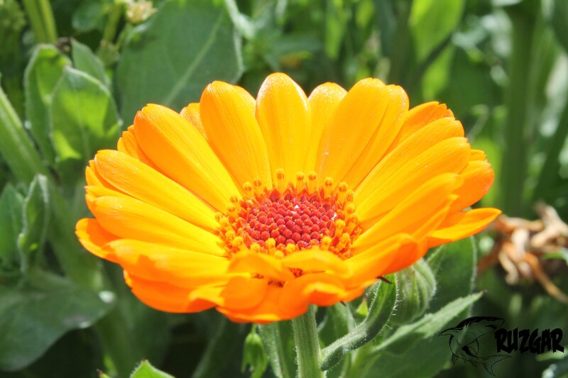 Orange Calendula Flower — Yellow