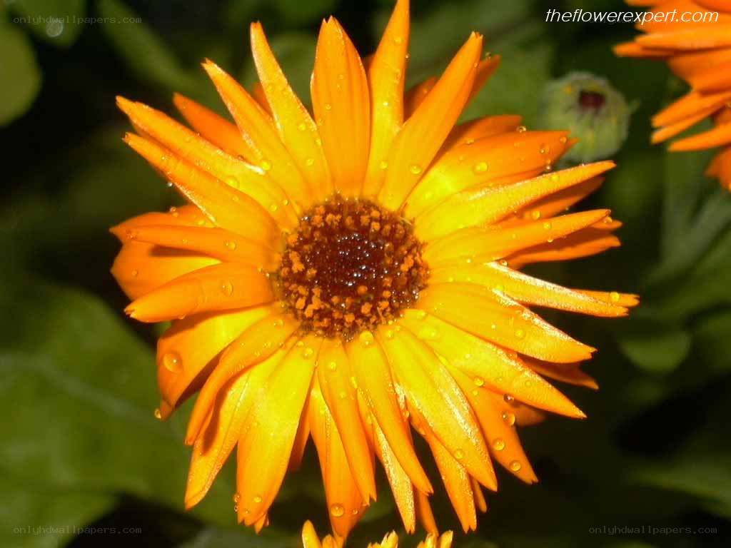 orange calendula flower