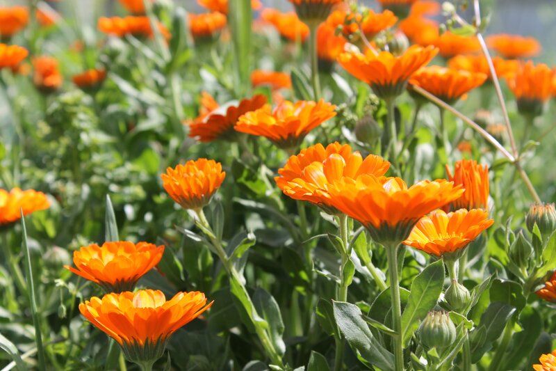 Orange Calendula Flowers — Bright, Afternoon, Photograph, Green Leaves