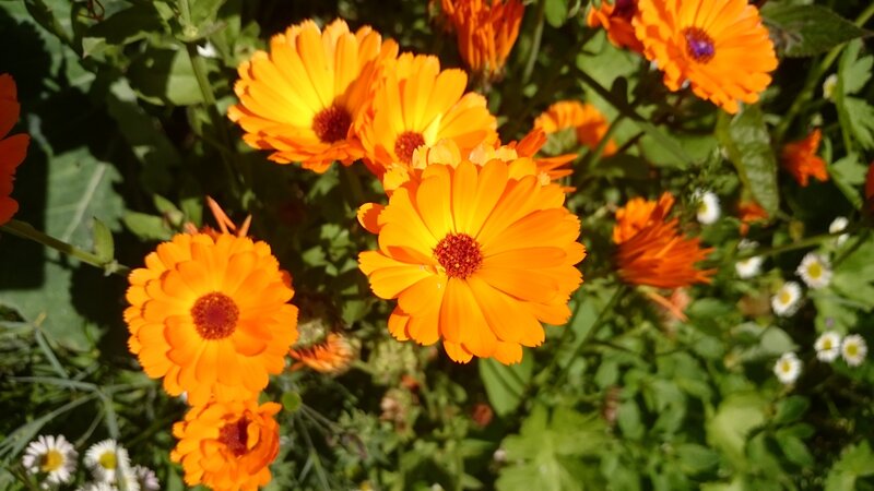 Orange Calendula Flowers — Bright, Afternoon, Photograph