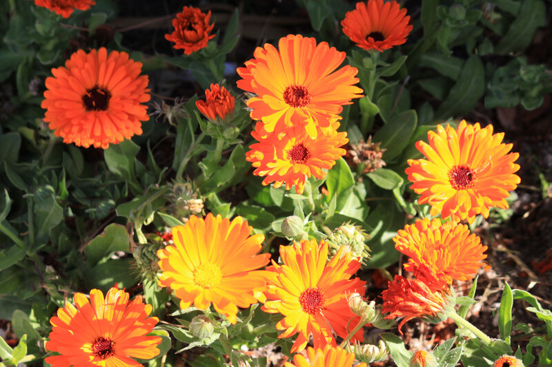 Orange Calendula Flowers — Bright, Afternoon