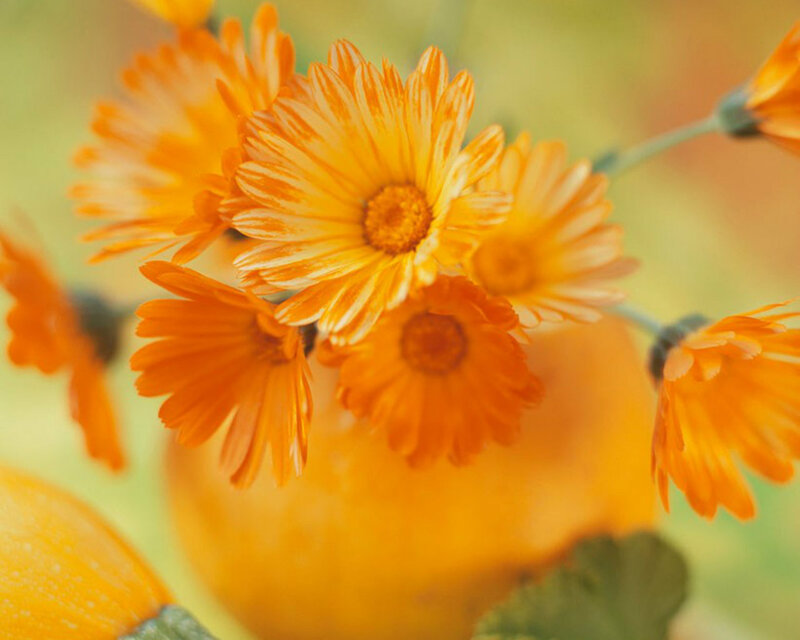Orange Calendula Flowers — Calm, Autumn