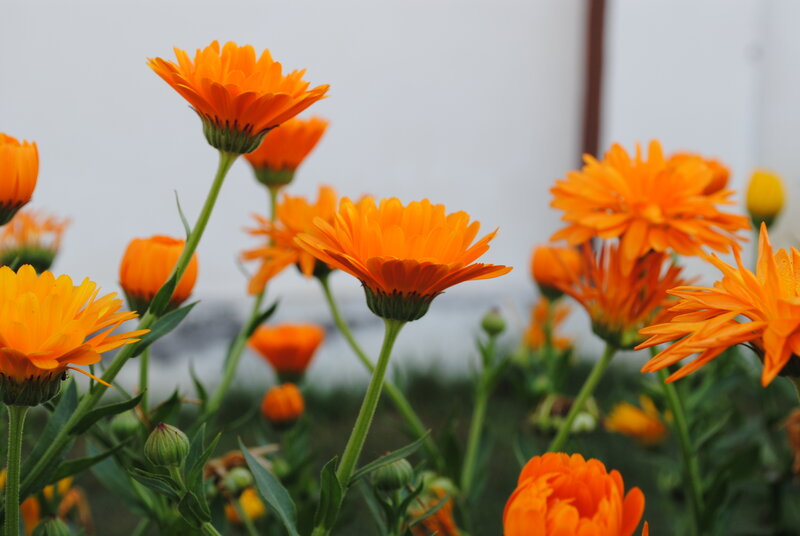 Orange Calendula Flowers — Calm