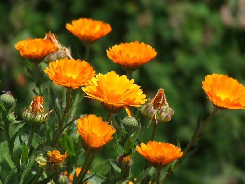 Orange calendula flowers in bloom