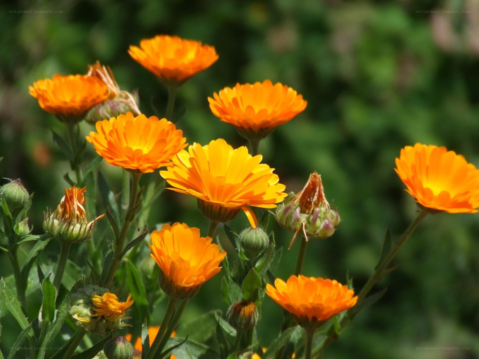 Orange calendula flowers in bloom