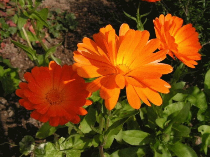 Orange Calendula Flowers — Natural