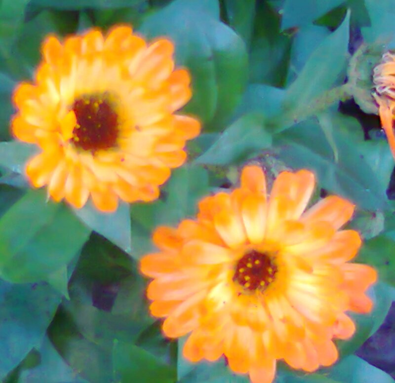 Orange Calendula Flowers