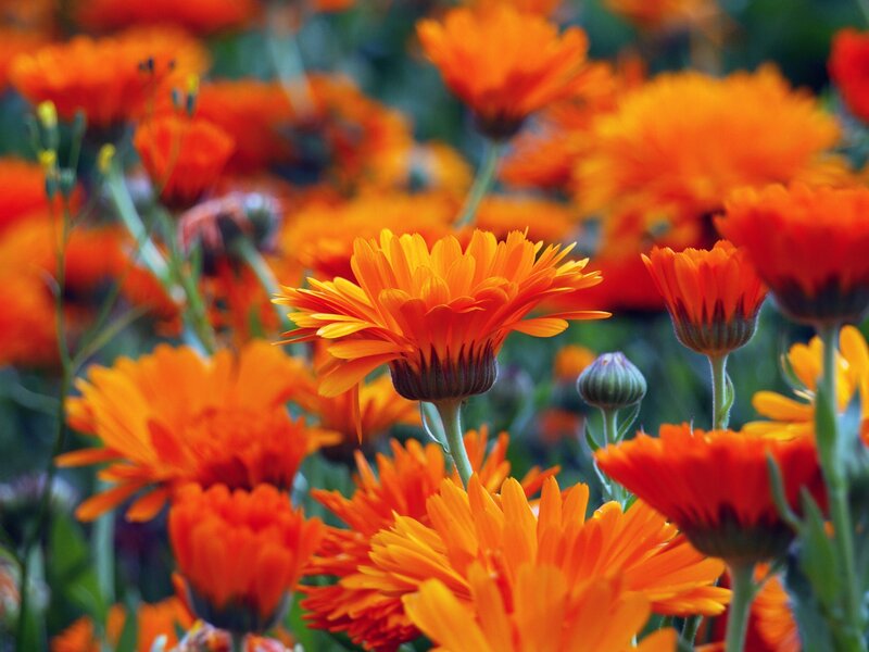 Orange Calendula Flowers — Vibrant, Afternoon, Photograph
