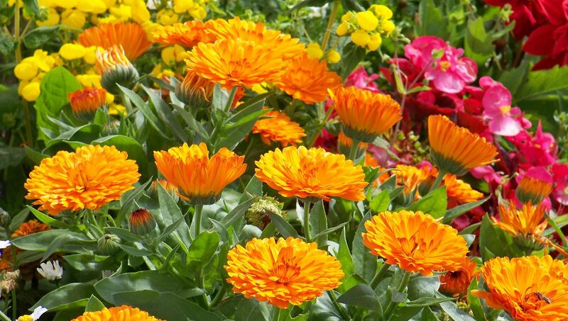 Orange Calendula Flowers — Vibrant, Afternoon