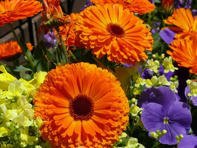 Orange Calendula Flowers — Vibrant