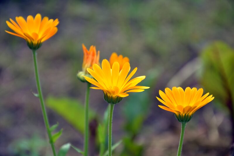 Orange Calendula Flowers — Yellow