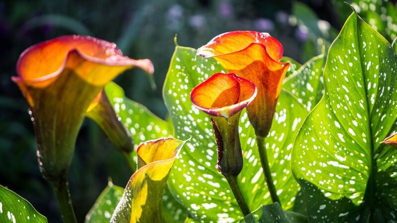Orange Calla Lilies — Green, Serene