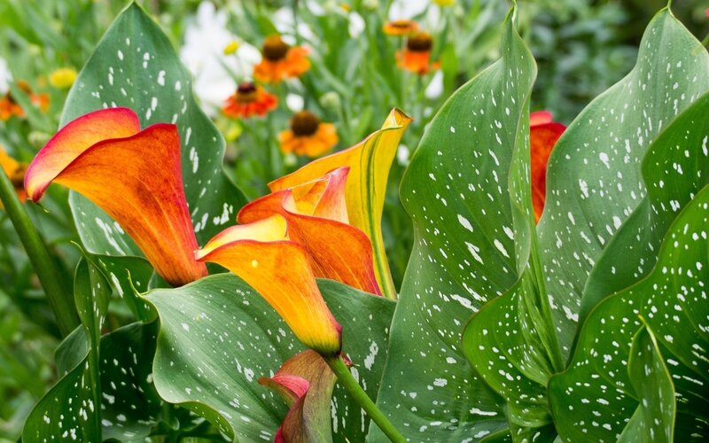 Orange Calla Lilies — Green