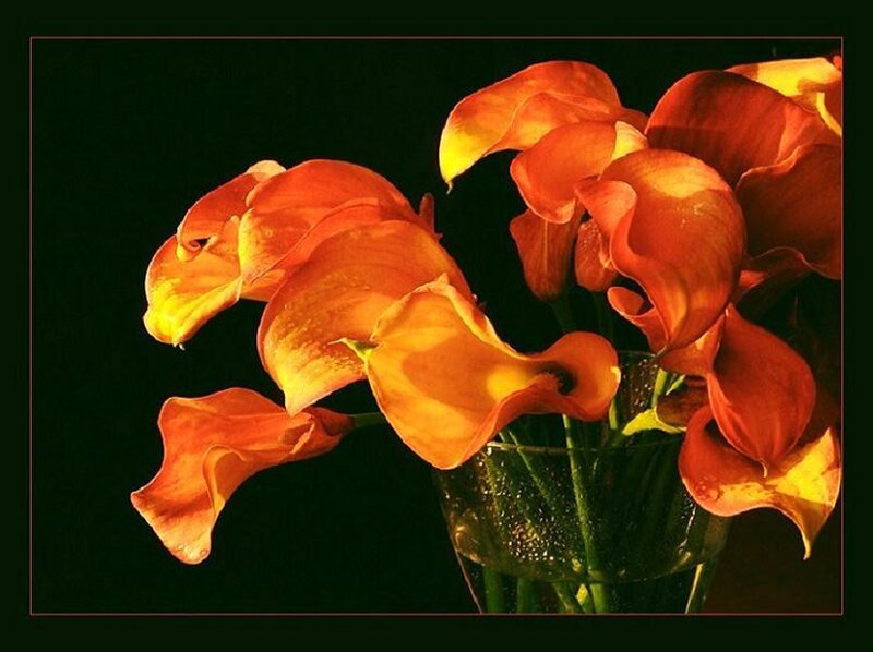 Orange calla lilies in a vase