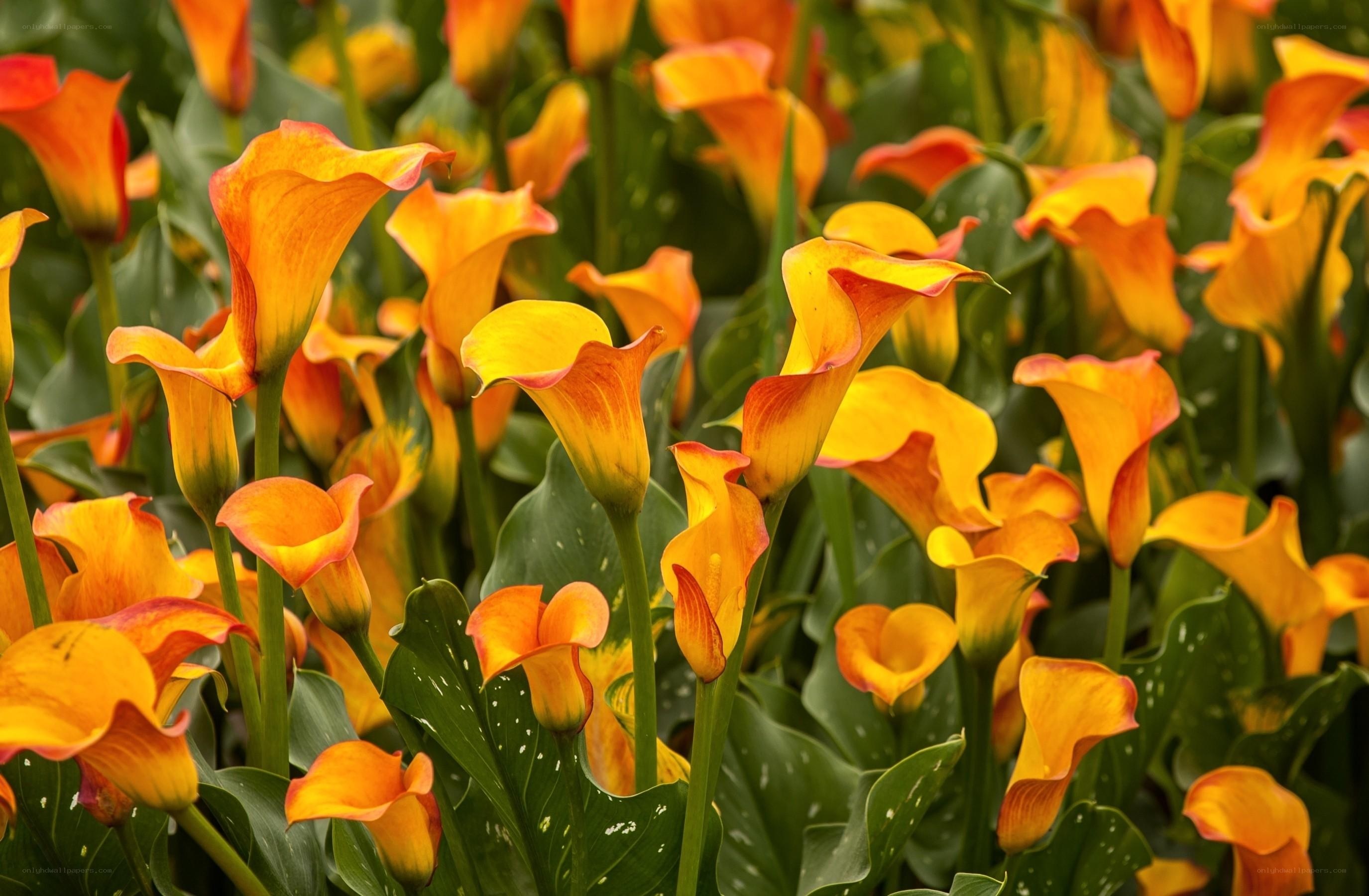 Orange calla lilies in bloom