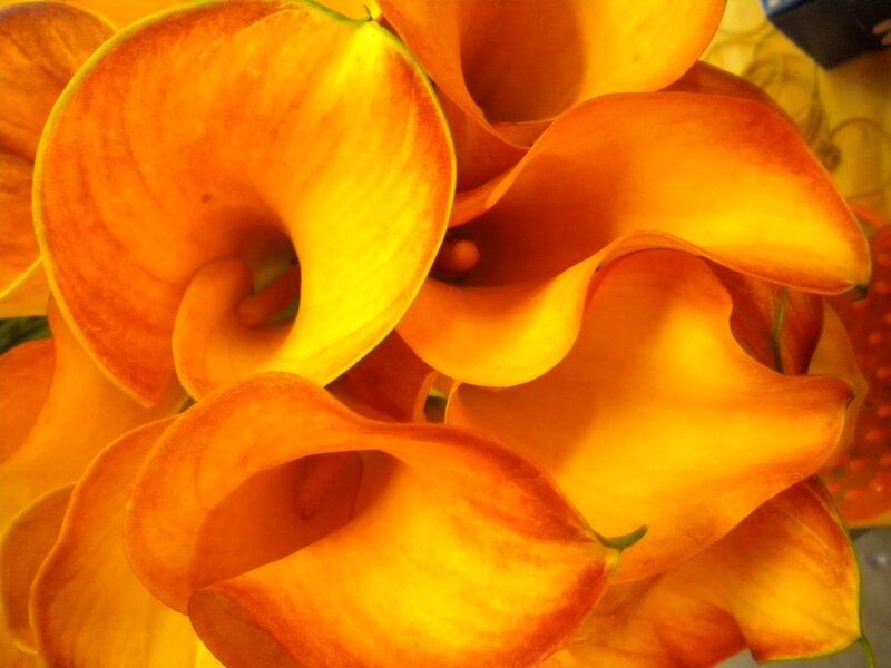 Orange Calla Lilies