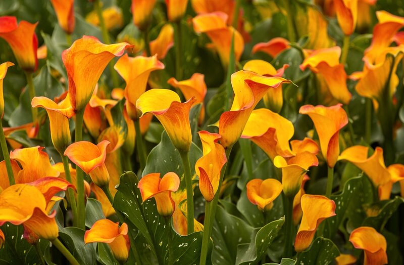 Orange Calla Lilies — Yellow