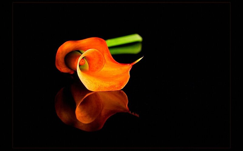 Orange Calla Lily — Black, Dramatic