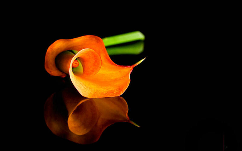 Orange Calla Lily