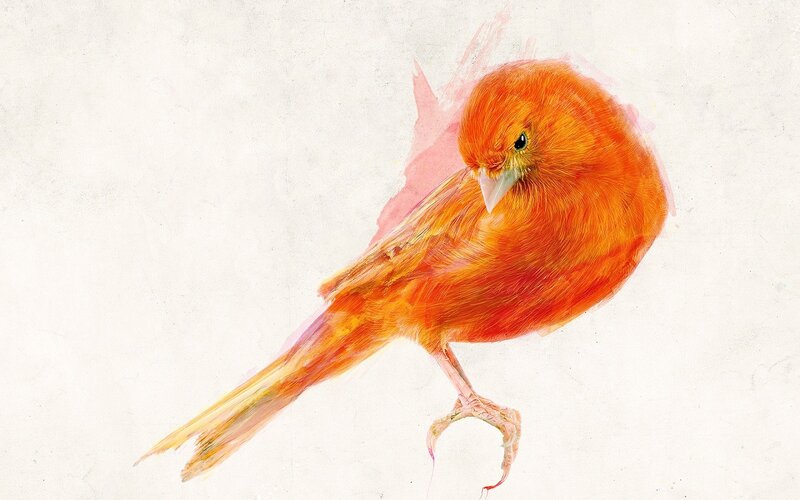 Orange Canary Bird