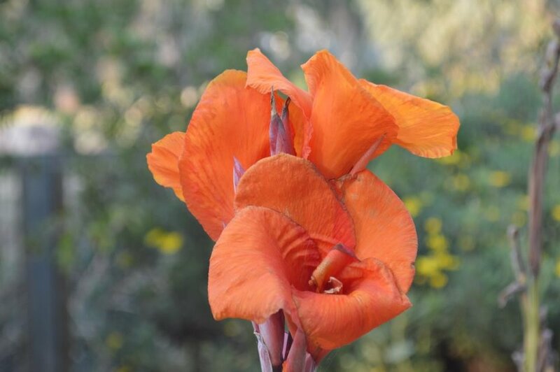 Orange Canna Flower — Calm