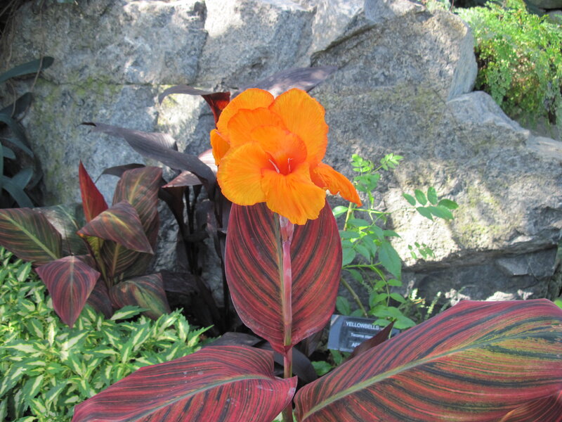 Orange Canna Flower — Natural, Afternoon
