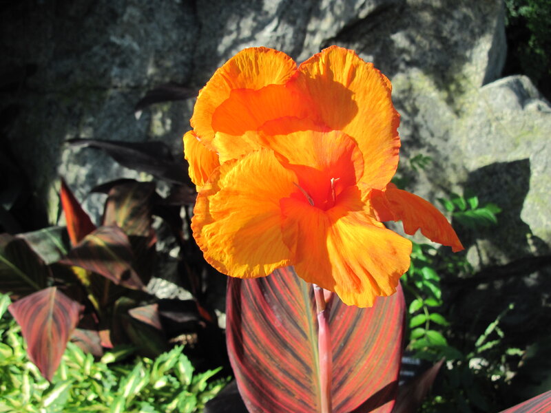 Orange Canna Flower — Natural