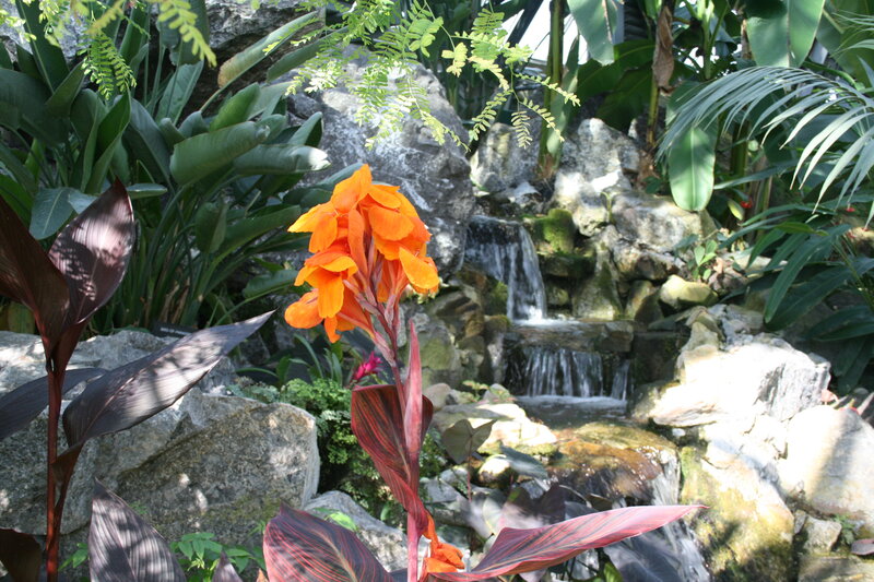 Orange Canna Flower — Serene, Afternoon