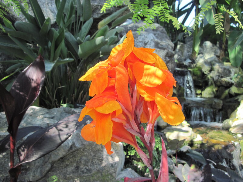 Orange Canna Flower — Serene