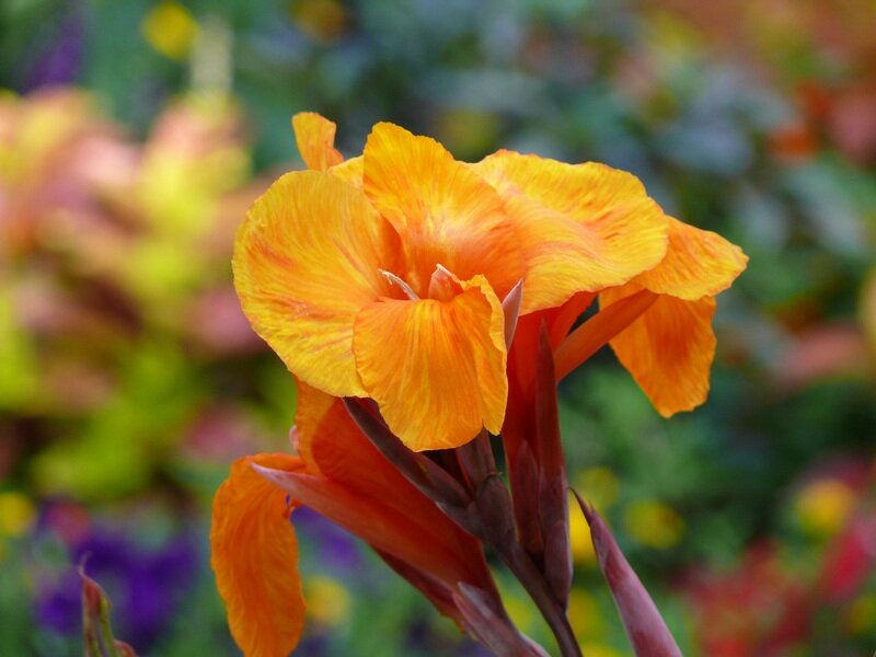 Orange Canna Flower