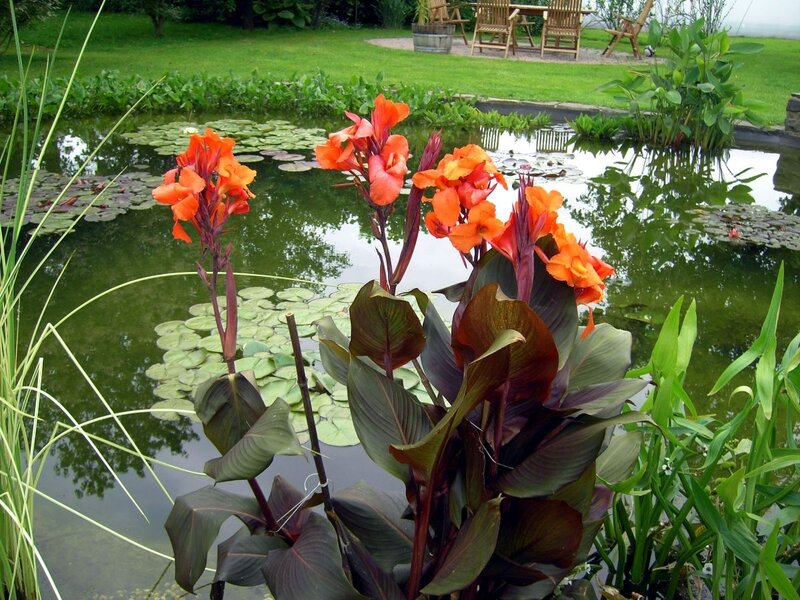 Orange Canna Lilies — Green
