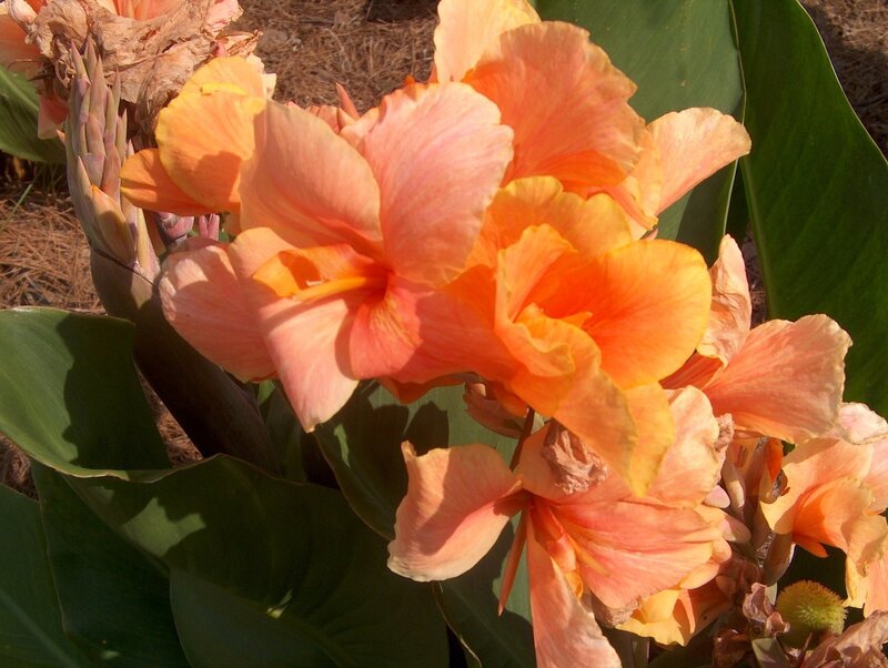 Orange Canna Lilies — Natural