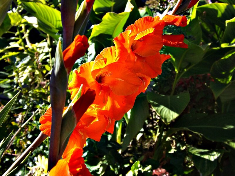 Orange Canna Lilies