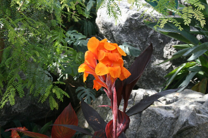 Orange Canna Lily Flower — Natural, Afternoon