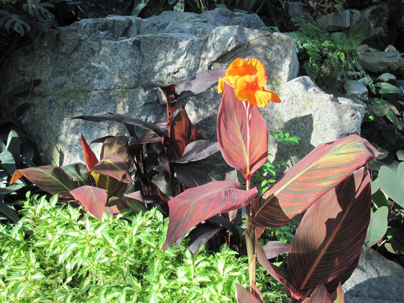 Orange Canna Lily Flower — Natural