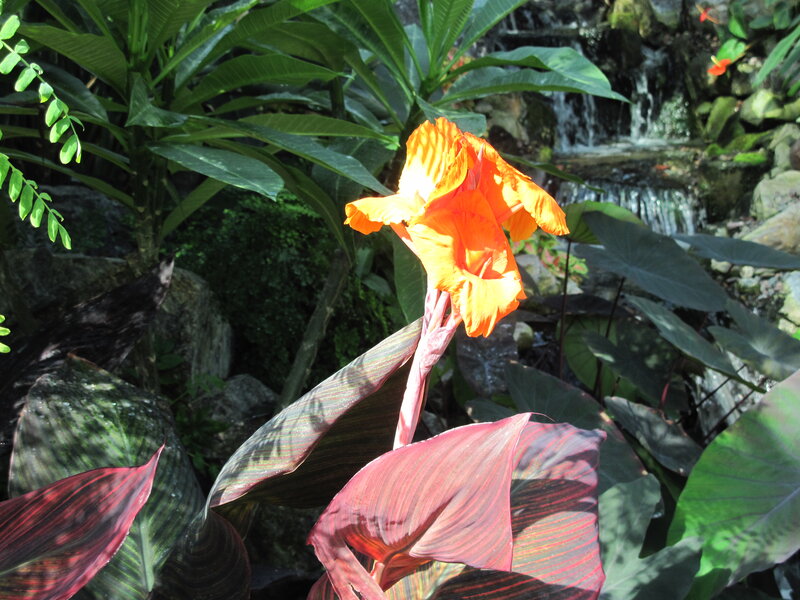 Orange Canna Lily Flower — Serene, Afternoon, Photograph