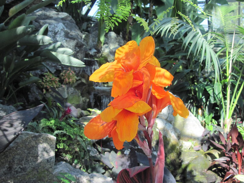 Orange Canna Lily Flower — Serene, Afternoon