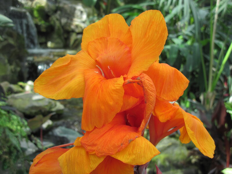 Orange Canna Lily Flower — Serene, Photograph