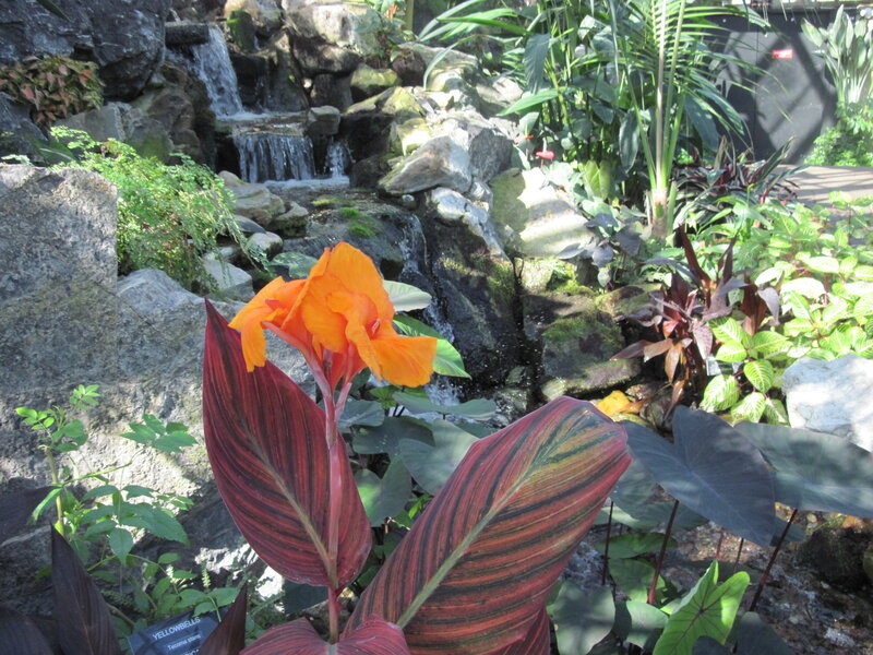 Orange Canna Lily Flower — Serene