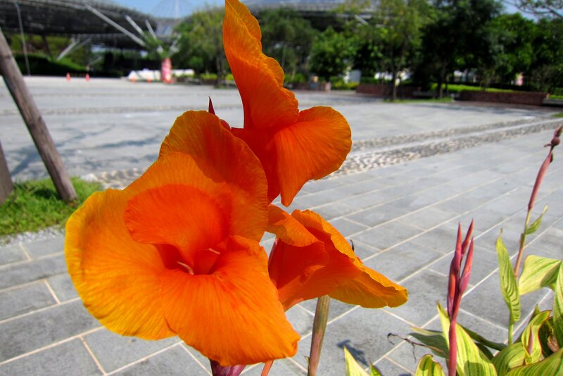 Orange Canna Lily Flower