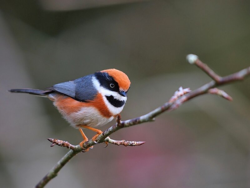 Orange-capped Bird — Orange
