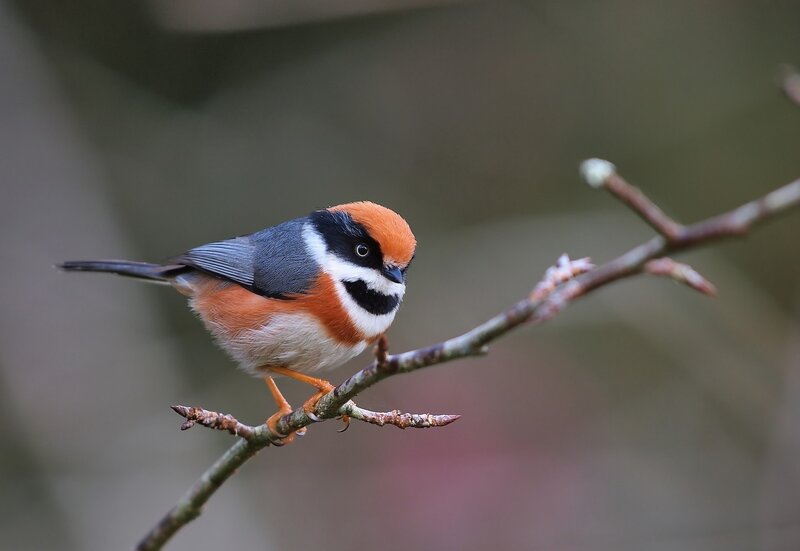 Orange-capped Bird