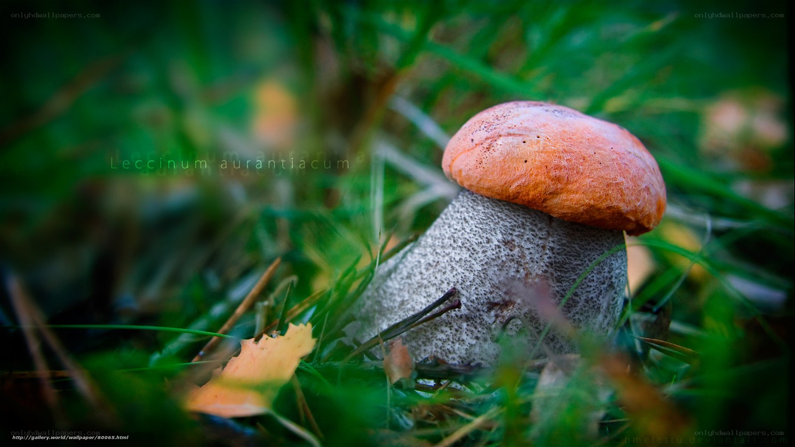 Orange-capped mushroom in grass