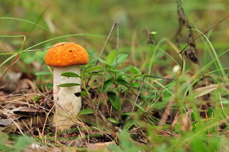 Orange-capped Mushroom