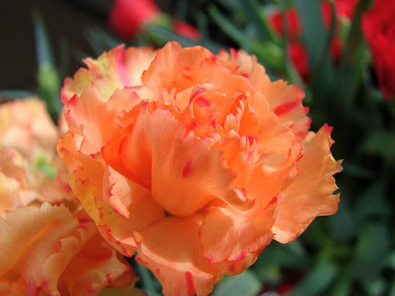 Orange Carnation Flower — Calm